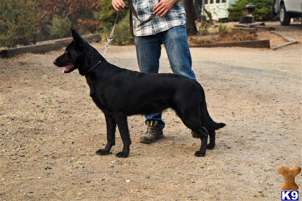 German Shepherd dog